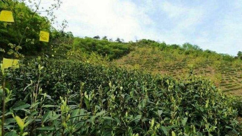 水果绿色食品认证：价格背后的价值考量