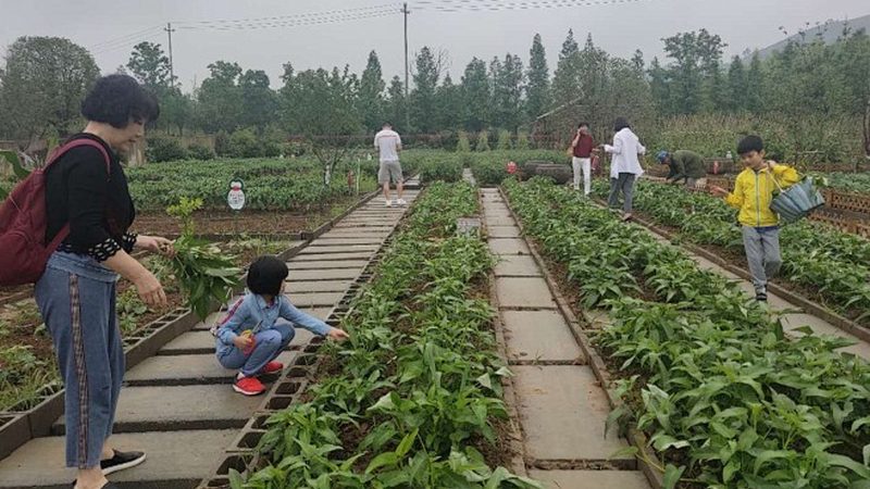 绿色食品认证周期揭秘：了解流程，把握时间