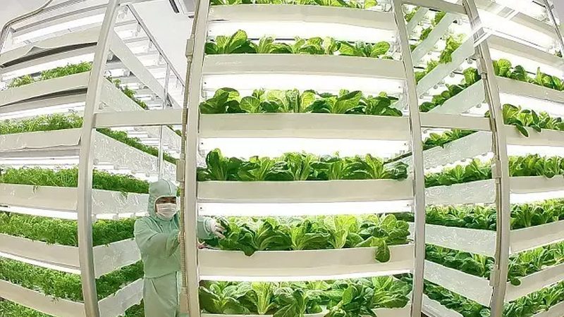 有机蔬菜种植注意事项大全
