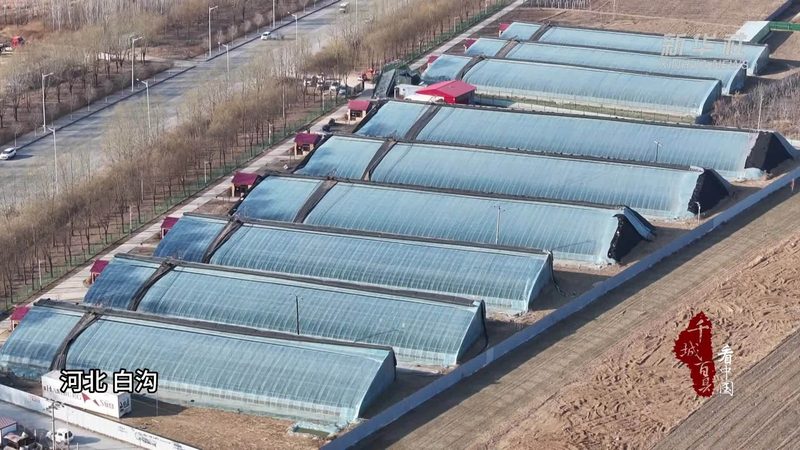 现代农业项目可行性报告：如何评估与决策