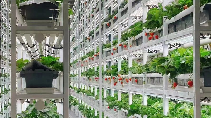 智慧农业项目政府招标：注意事项与成功关键